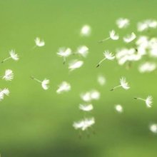 pollen