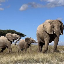 elefant